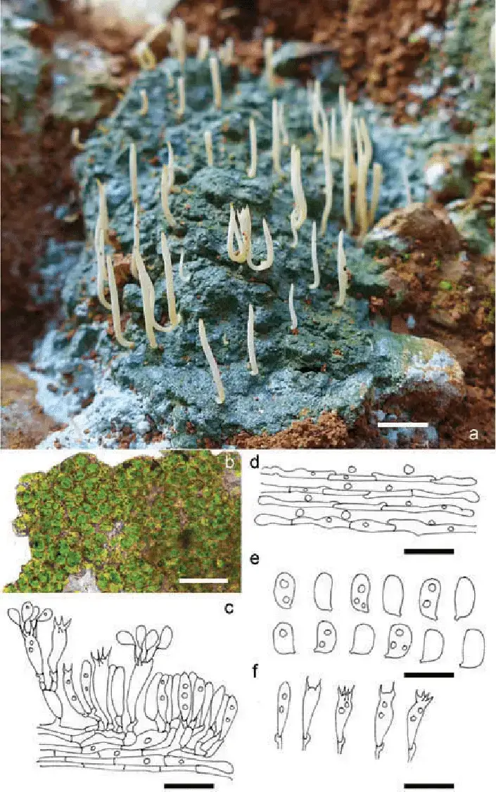 Sulzbacheromyces-bicolor-holotype-a-Habit-b-Algal-cells-of-the-thallus-c.png