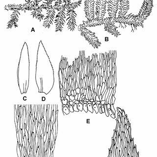 Symphyodon-erraticus-Mitt-Jaeg-A-dry-plant-667-B-wet-plant-667-C-D_Q320.jpg