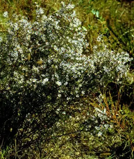 Symphyotrichum-dumosum-var-dumosum-habit.jpg