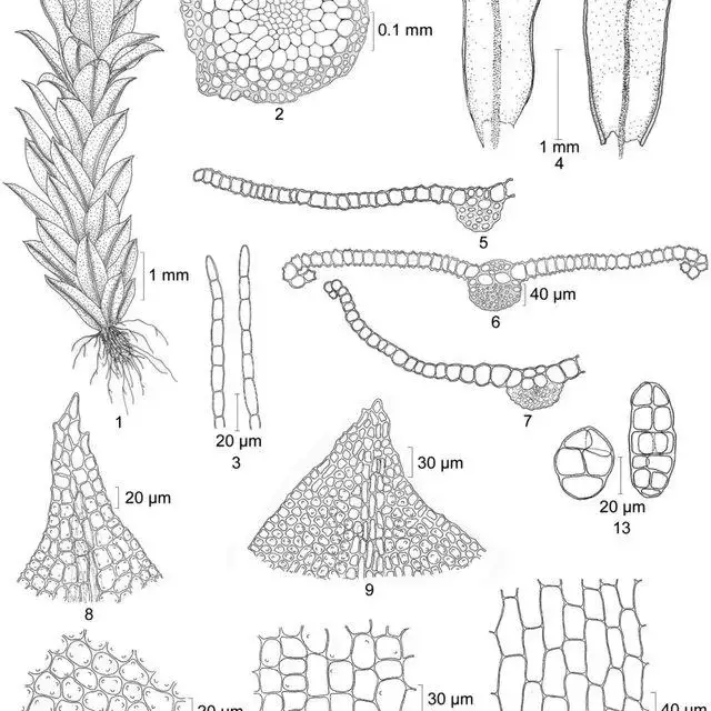 Syntrichia-amphidiacea-MuellHal-RH-Zander-1-plant-2-cross-section-of-stem-3_Q640.jpg