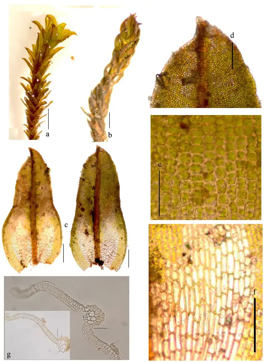 Syntrichia-handelii-var-ferganensis-a-Habit-when-moist-b-habit-when-dry-c.png