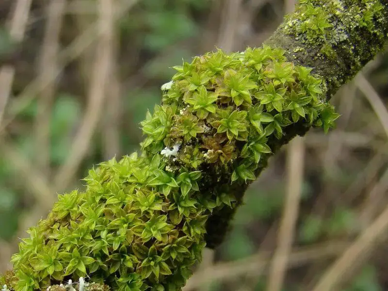 Syntrichia-papillosa-close-800x600.jpg