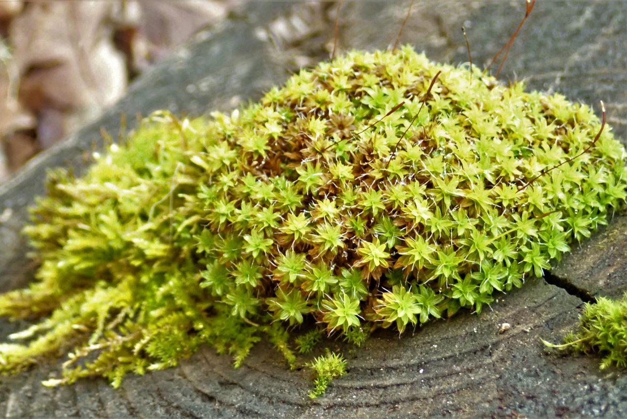 Syntrichia-princeps-1-1280x855.jpg