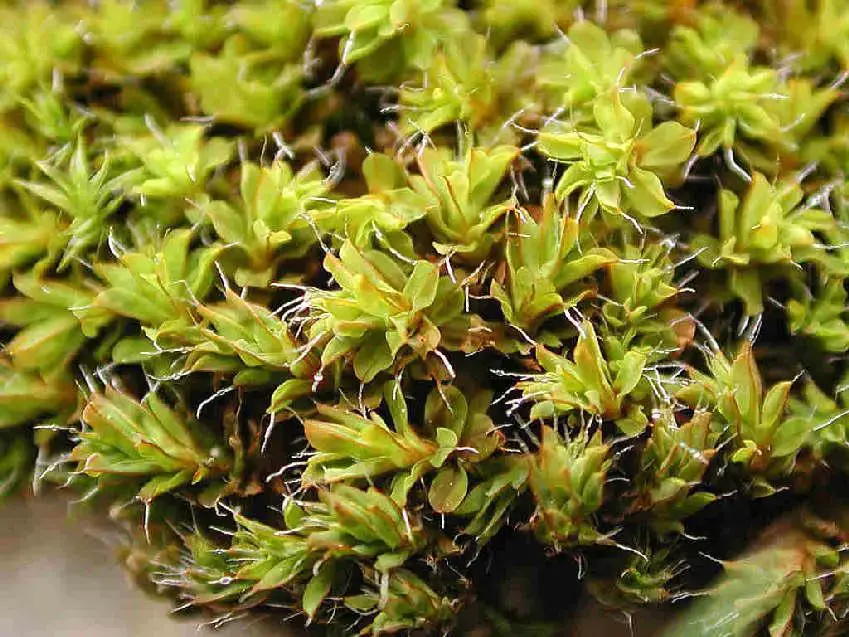 Syntrichia_montana_7d.JPG