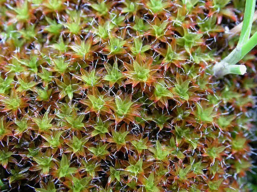 Syntrichia_ruralis_008.JPG