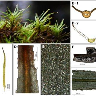 Syrrhopodon-japonicus-Besch-Broth-A-Plants-B-Cross-section-of-leaf-B-1-median_Q320.jpg