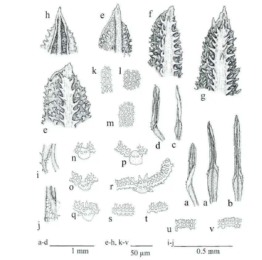 Syrrhopodon-trachyphyllus-Mont-A-D-Leaf-in-ventral-view-E-G-Leaf-apex-in-dorsal.png