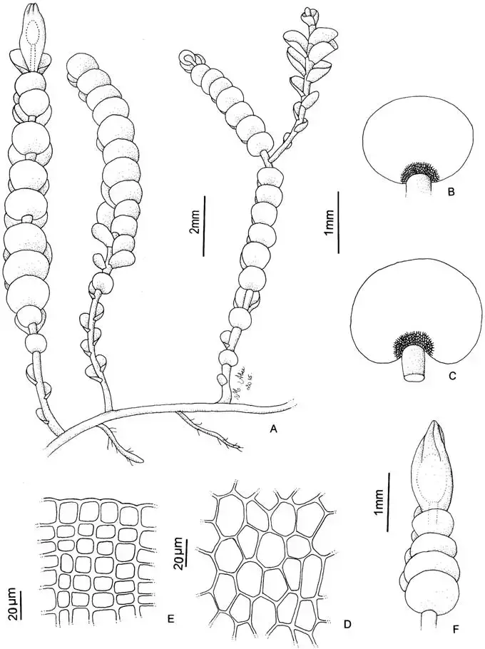 Syzygiella-renifolia-A-Habit-with-gynoecium-in-lateral-view-female-bracteole-not.png