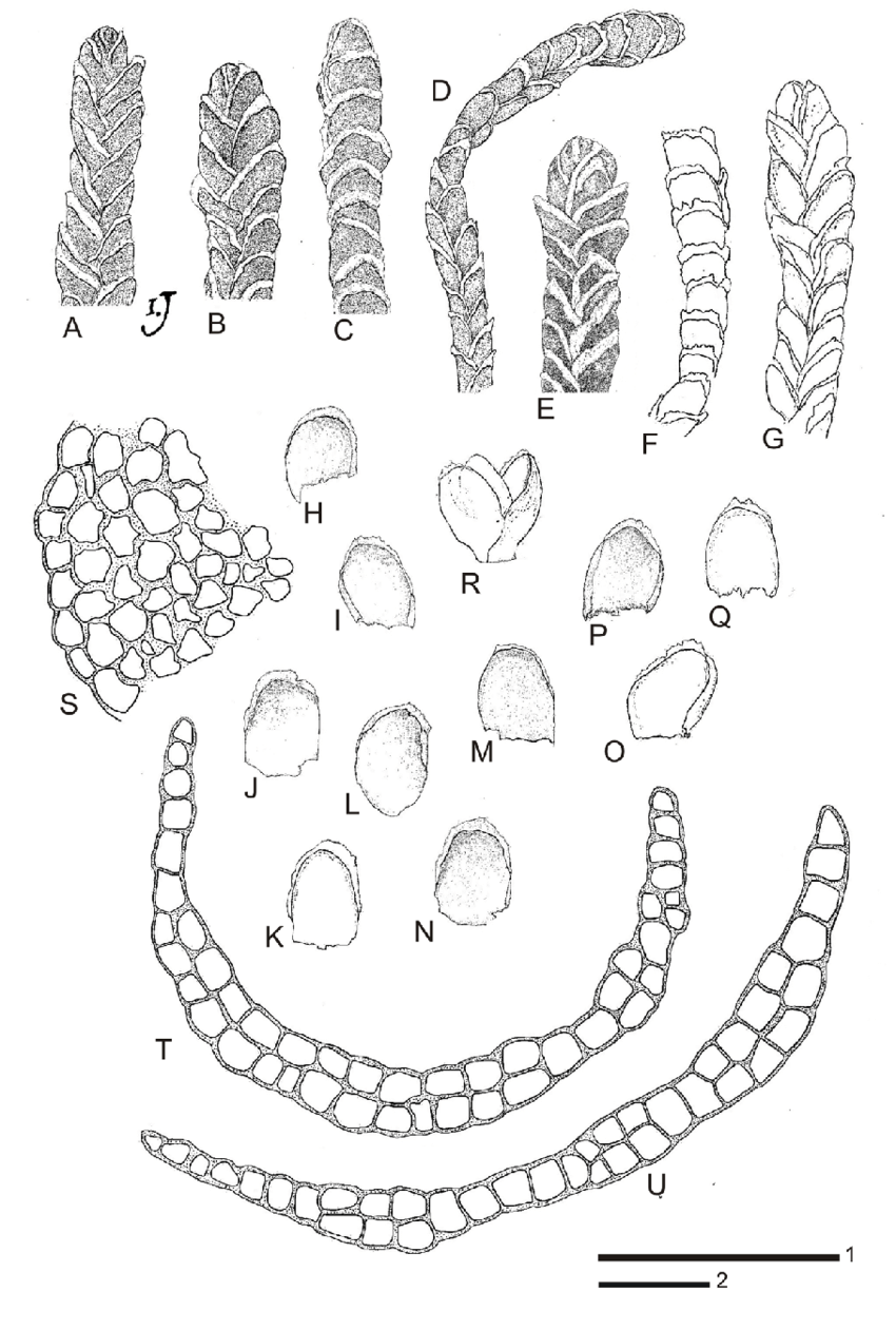 Syzygiella-teres-A-D-F-G-Dry-plants-E-Wet-plant-H-R-Leaves-S-Portion-of-stem.png