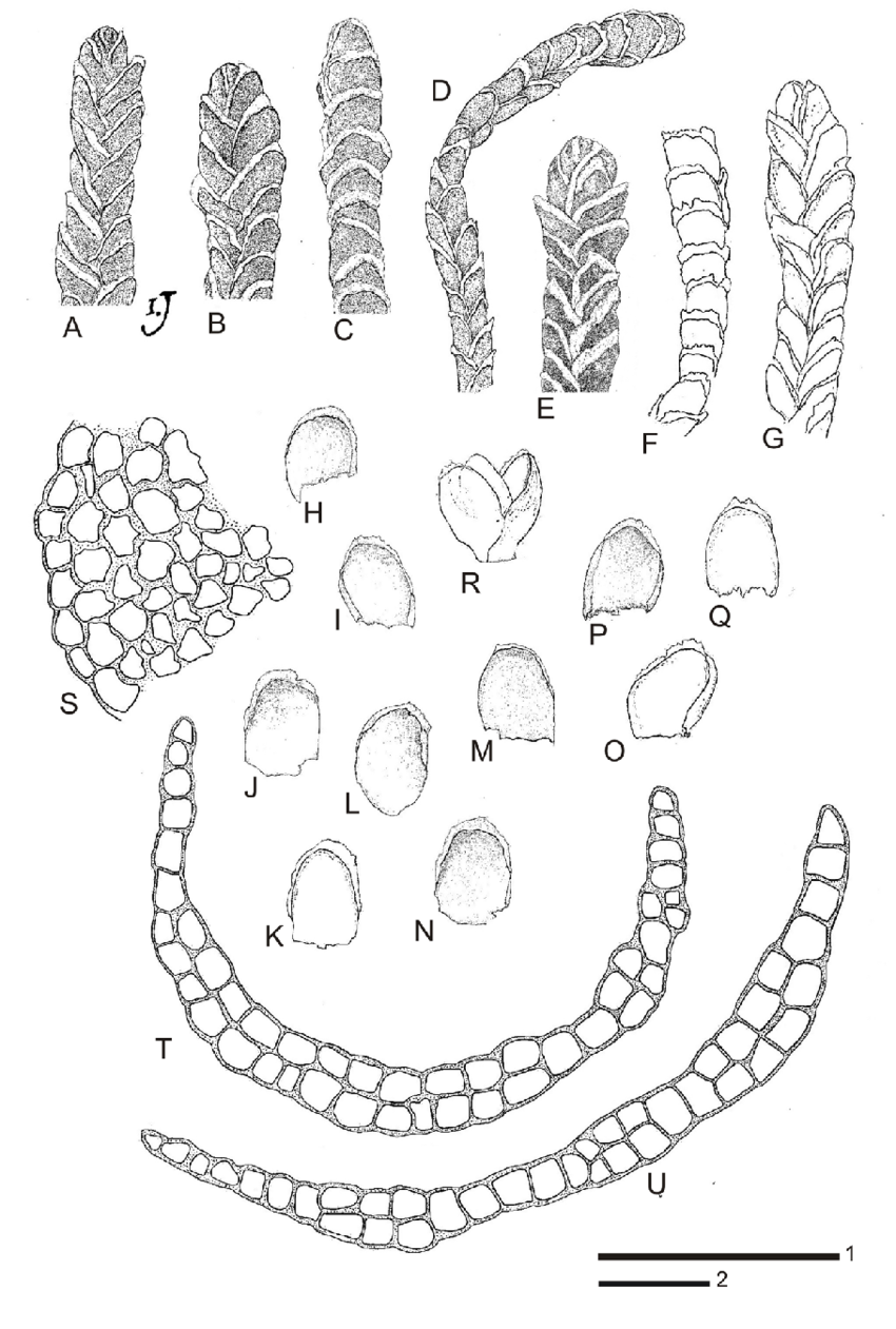 Syzygiella-teres-A-D-F-G-Dry-plants-E-Wet-plant-H-R-Leaves-S-Portion-of-stem.png