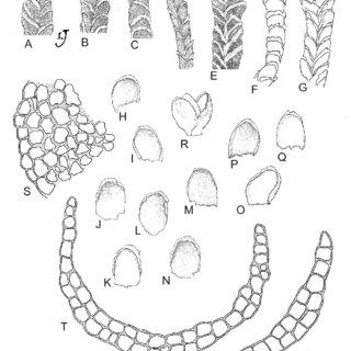 Syzygiella-teres-A-D-F-G-Dry-plants-E-Wet-plant-H-R-Leaves-S-Portion-of-stem_Q320.jpg