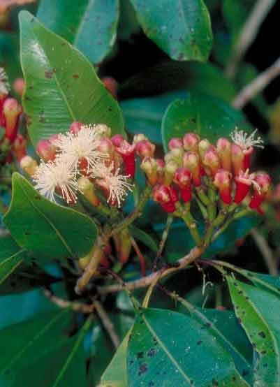 Syzygium_aromaticum_cloves_Madagascar_EXP_96_134_portrait_web_fullsize.jpg