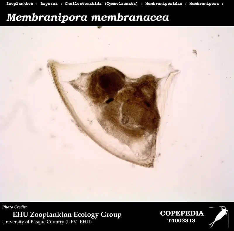 T4003313-002__cpi321-0541__Membranipora-membranacea.jpg