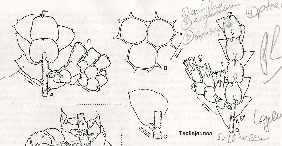 TAXILEJEUNEA%2B-%2BCopy.jpg