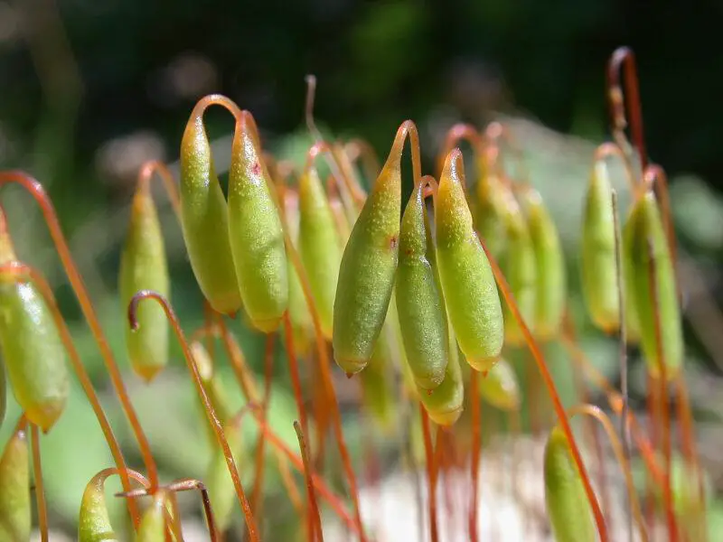 TORQUESCENS-C-800x600.jpg