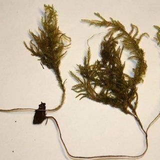 Taiwanobryum-yunnanense-from-G-S-Miehe-99-222-80-Scale-bar-3-cm_Q320.jpg