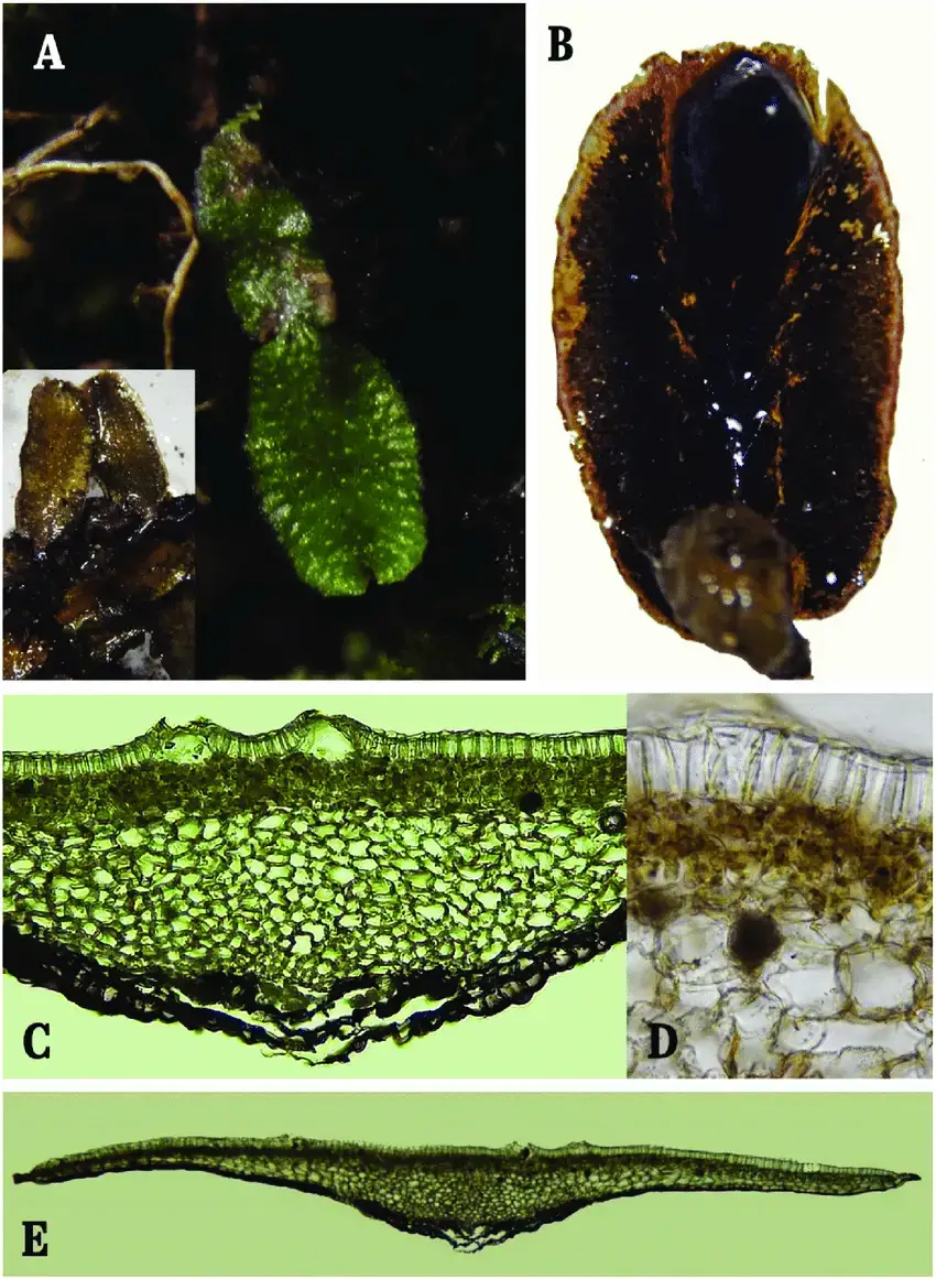 Targionia-hypophylla-L-A-Vista-macroscopica-talo-alargado-verde-oscuro-40-B.png