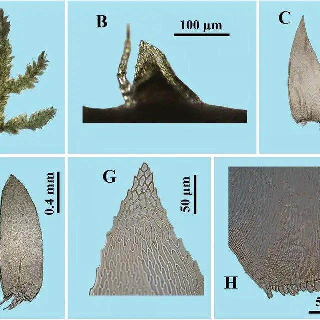 Taxiphyllum-giraldii-MuellHal-MFleisch-A-Habit-B-Pseudoparaphyllia-C-D-Stem_Q640.jpg