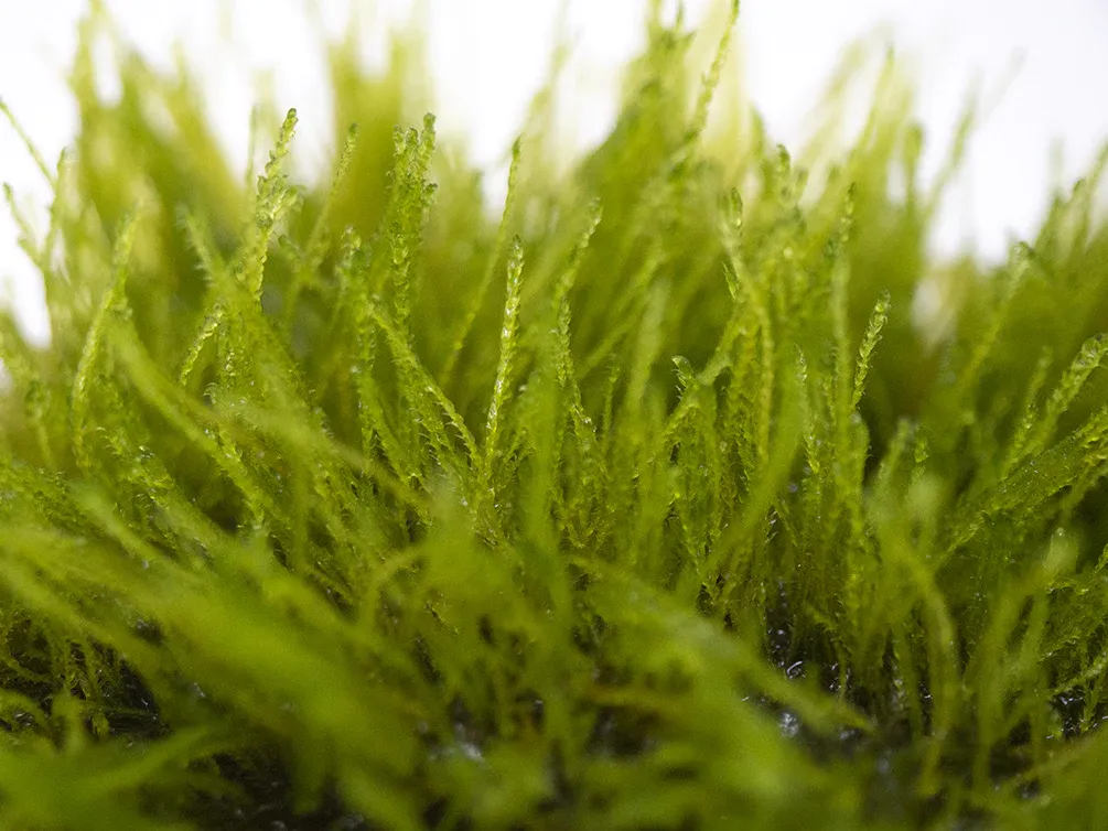 Taxiphyllum-sp_--Giant-moss-TC-Cup-Small-4_1024x1024.jpg