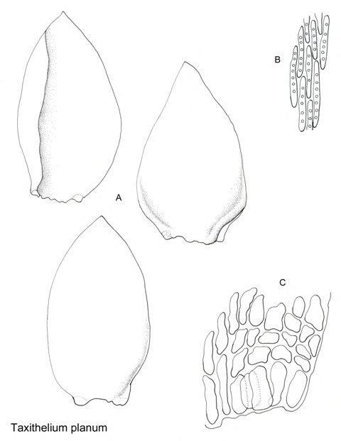 Taxithelium%2BPLANUM%2BB.jpg