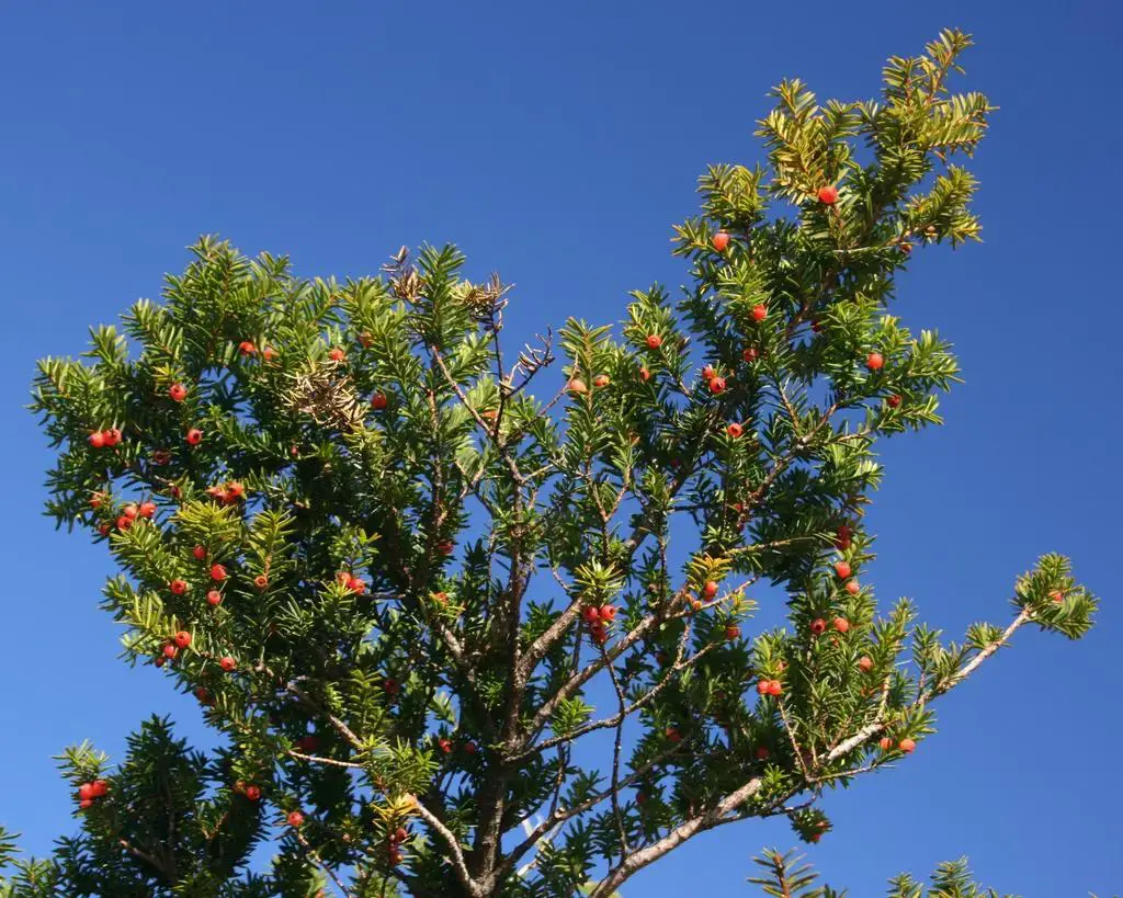 Taxus_cuspidata_Alps_kLm5zaRJkZsR.jpeg