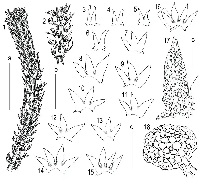 Tetralophozia-sibirica-Vilnet-et-Bakalin-1-plant-habit-dorsal-view-2-plant-habit.png