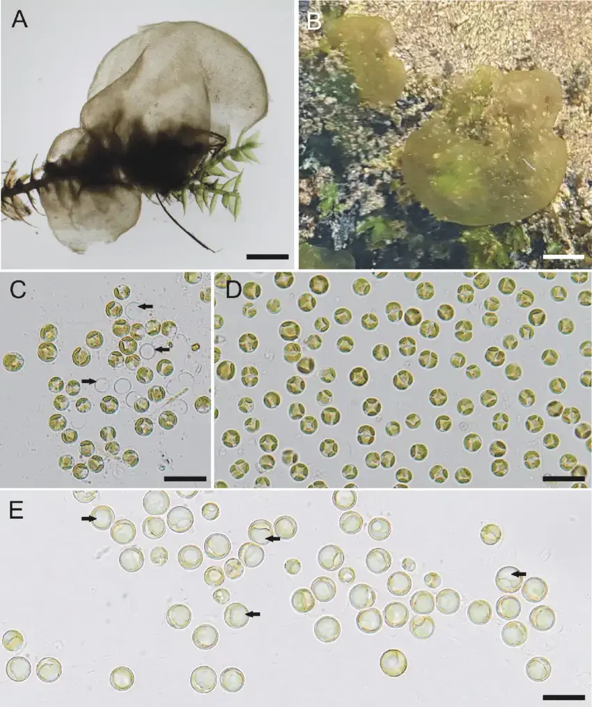 Tetrasporopsis-fuscescens-field-collection-A-Two-globular-colonies-attached-to-an.png