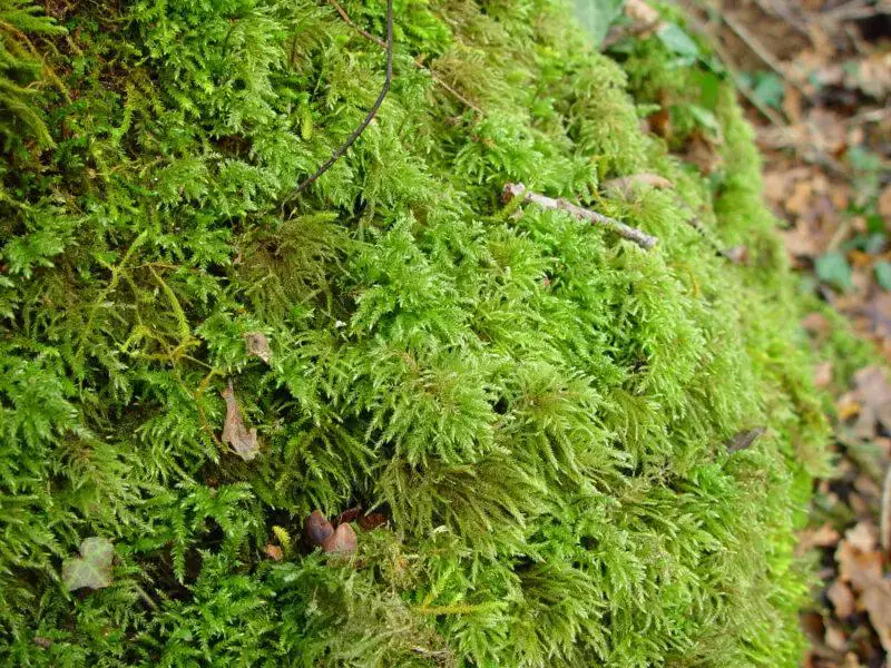 Thamnobryum-alopecurum-1104-800x600.jpg