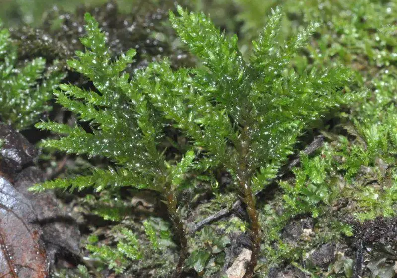 Thamnobryum-alopecurum-694338.jpg