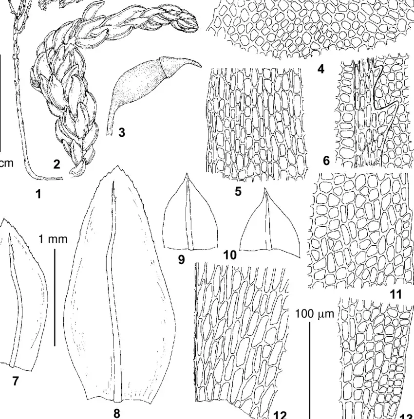 Thamnobryum-neckeroides-from-lectotype-of-Thamnium-vorobjovii-Laz-KW-1-habit-dry.png