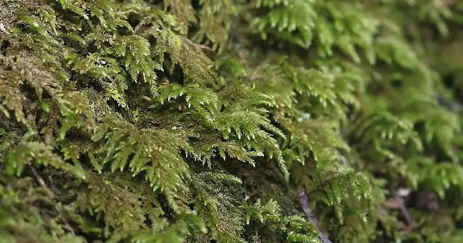 Thamnobryum%2Balopecurum_MG_9986.JPG