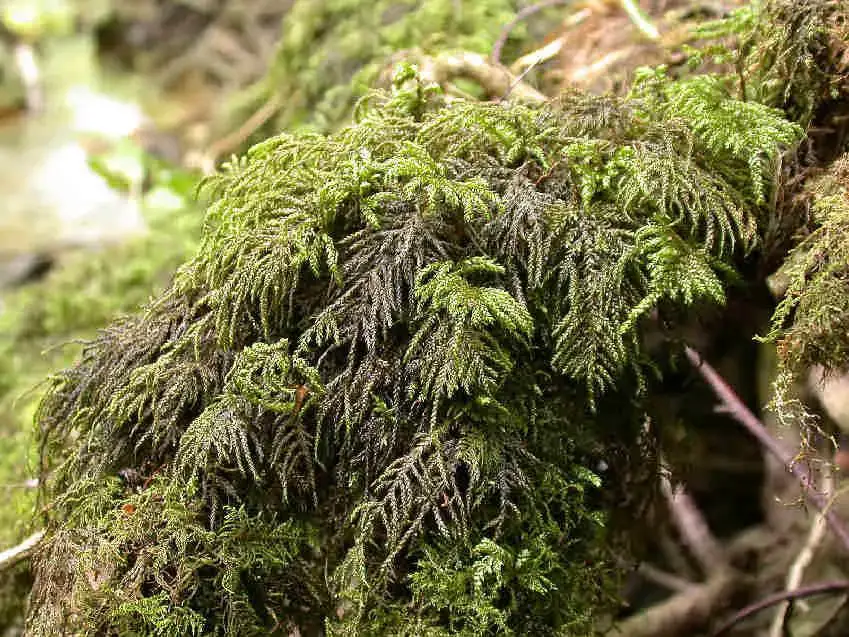 Thamnobryum_alopecurum_001.JPG