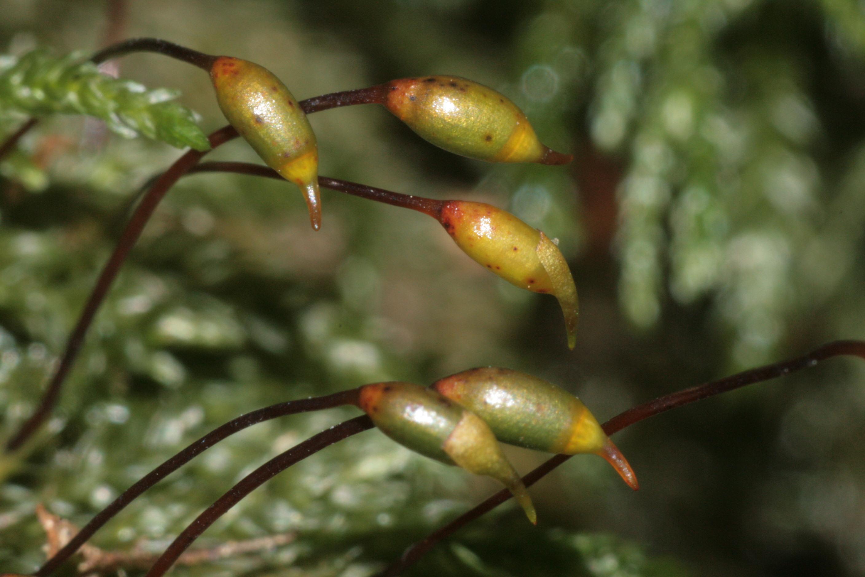 Thamnobryum_alopecurum_(d%2C_144924-481522)_0290.JPG