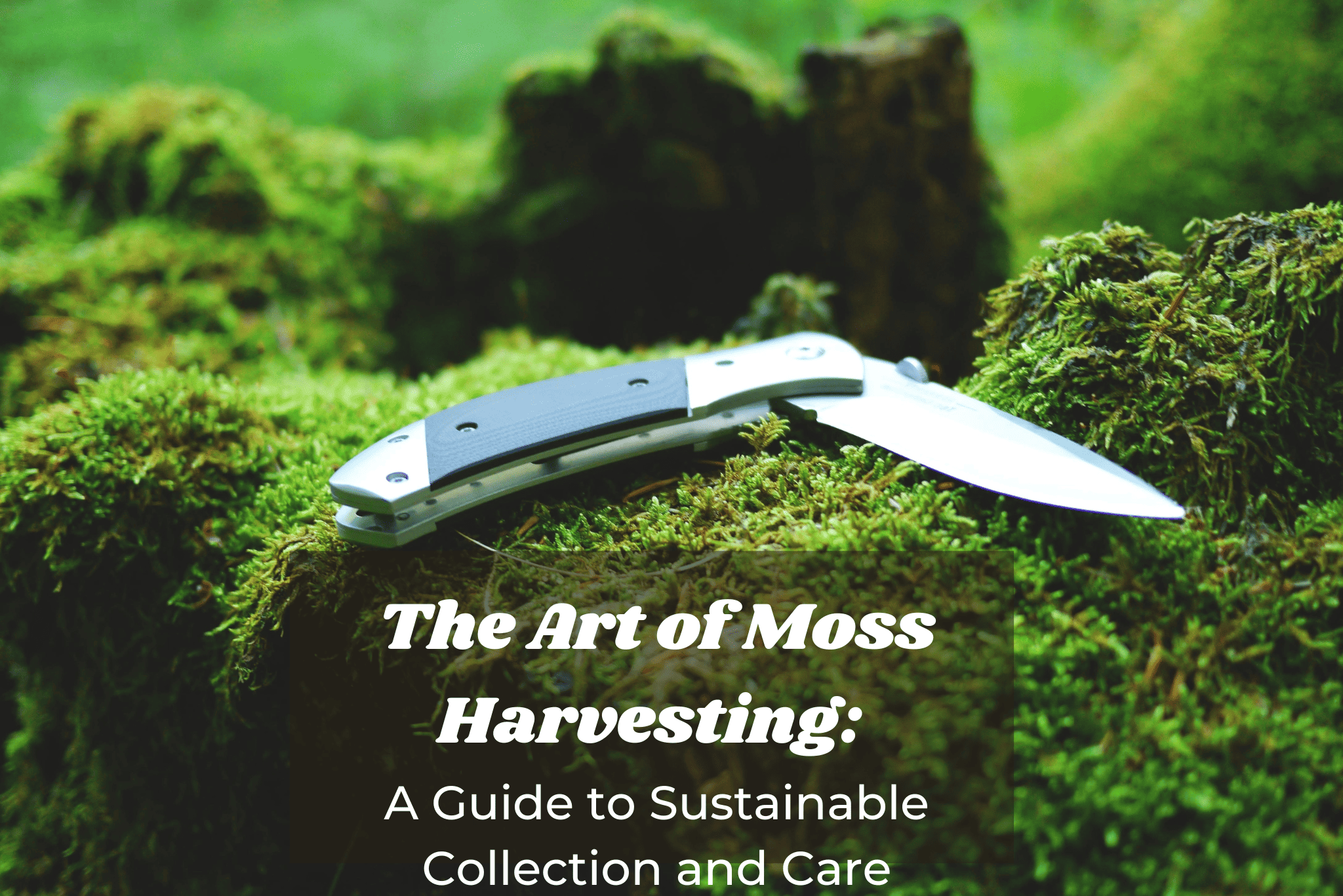 The Art of Moss Harvesting: A Guide to Sustainable Collection and Care