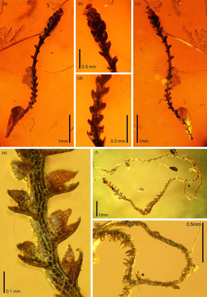 The-Paleogene-amber-fossil-Odontoschisma-sect-Iwatsukia-dimorpha-a-Male-shoot-in.png