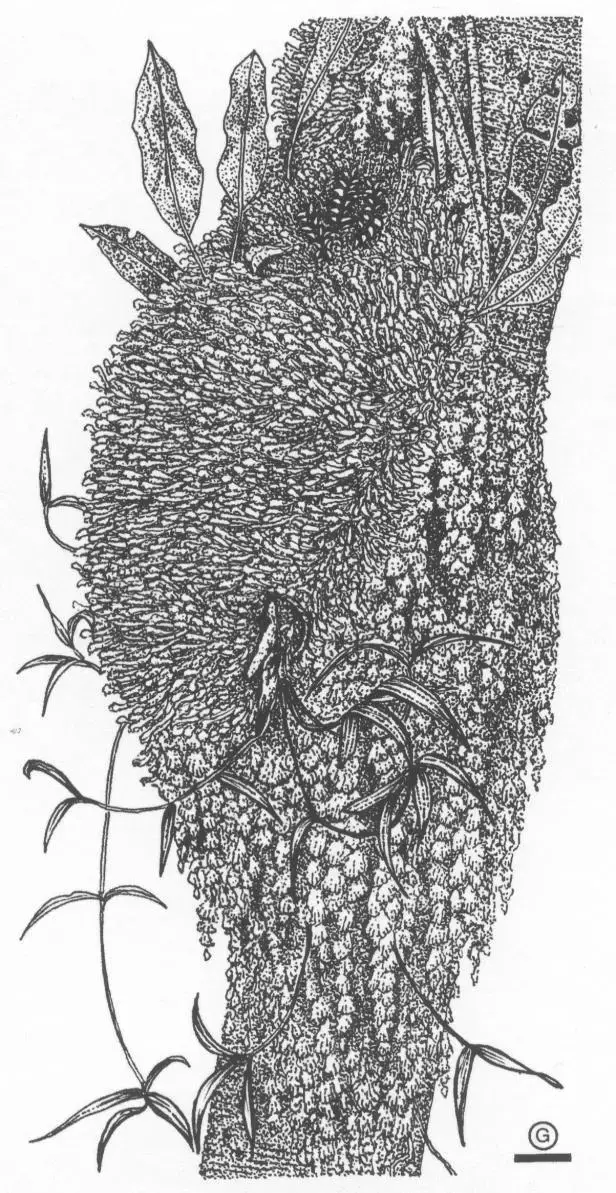 The-Plagiochila-fuscolutea-community-at-a-height-of-8-m-and-3370-m-altitude-Scale-bar.jpg