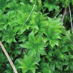 The-moss-Rhodobryum-ontariense-in-situ-the-Deliblato-Sands-Serbia_Q320.jpg