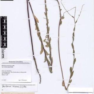 The-specimen-of-Berteroa-incana-in-GAT-herbarium-from-Cilingoz_Q320.jpg