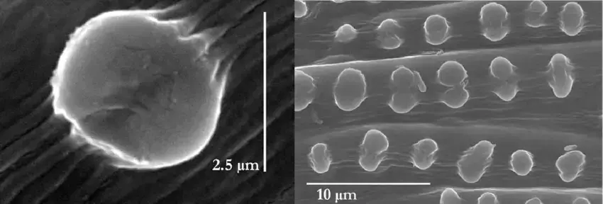 The-typical-baggy-papillae-present-in-subgenus-Taxithelium-and-when-such-papillae-form.png