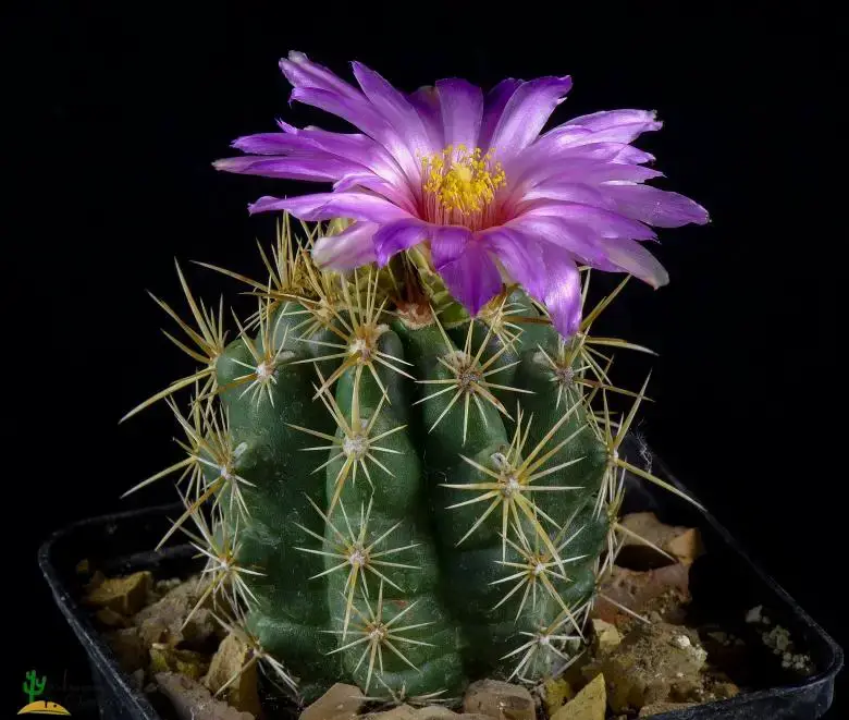 Thelocactus_ehrenbergii_29320_l.jpg