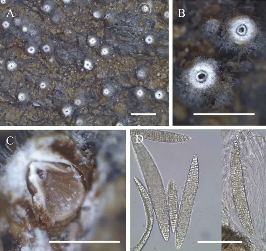 Thelotrema-megasporum-holotype-A-Habit-B-Apothecia-C-Section-through-apothecia.png