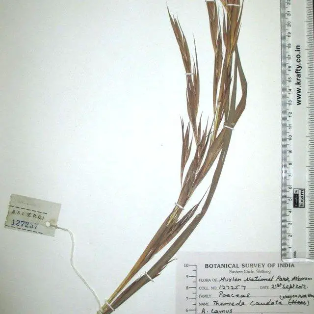 Themeda-caudata-Nees-ex-Hook-Arn-A-Camus_Q640.jpg