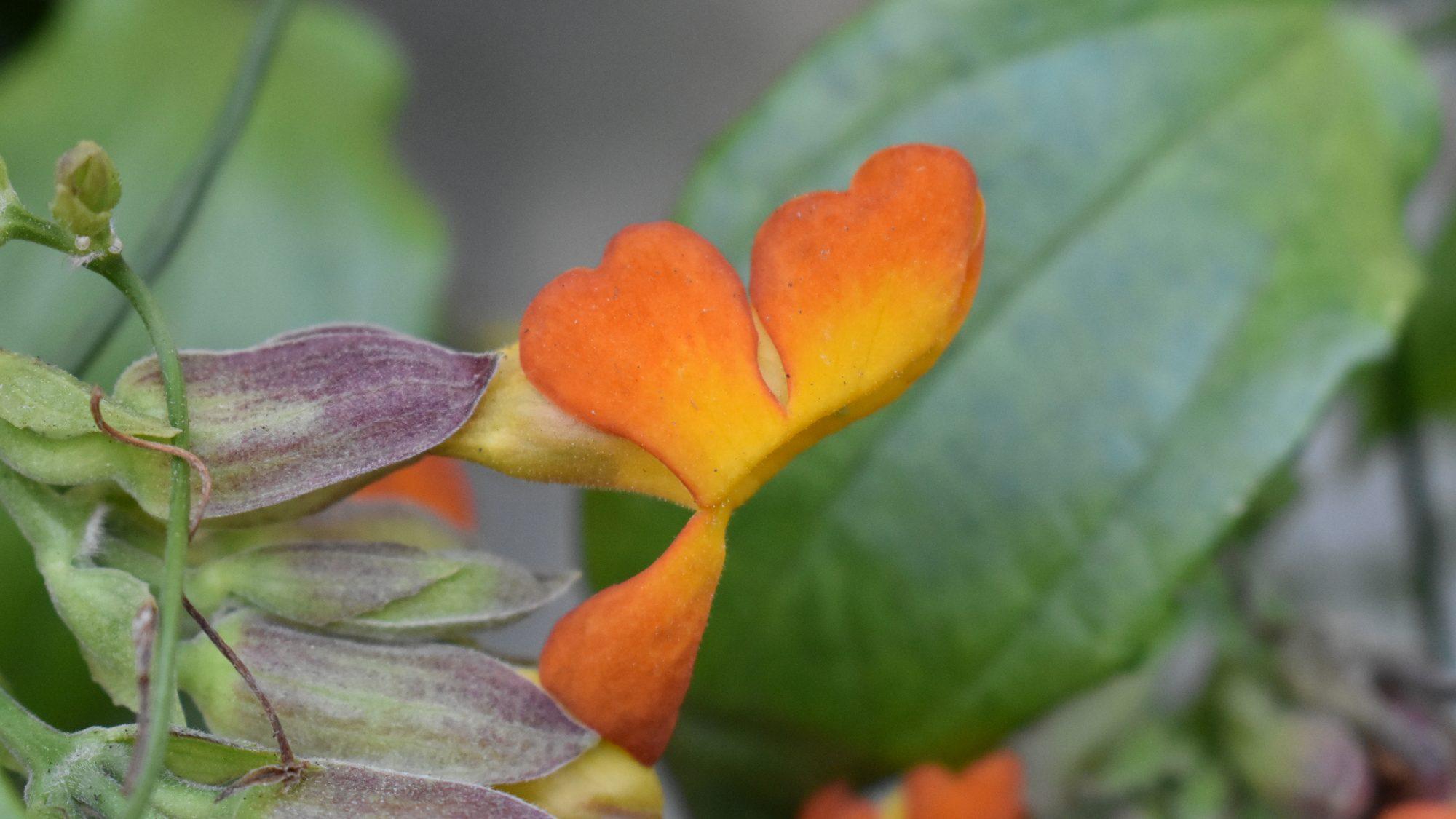 Thunbergia-papilionacea-20150121-A-2000x1125.jpg