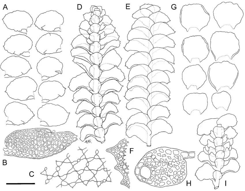 Thysananthus-spathulistipus-drawn-from-PJ-de-Lange-K27-AK-313178-A-Leaves-B-Lobule.png