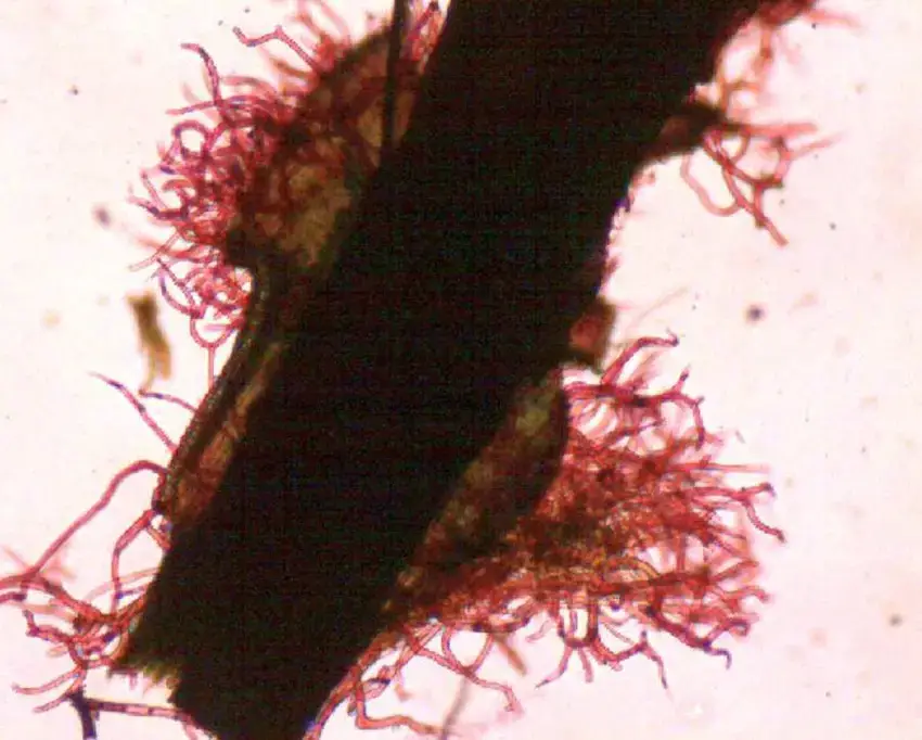 Tomentum-of-Leptodontium-tricolor-The-pink-stain-implies-the-present-of-pectic-mucilage.png