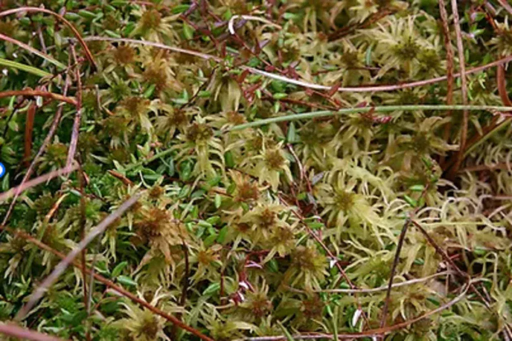 Torfowiec-konczysty-Sphagnum-fallax-H.-Klinggr.-1024x683.png