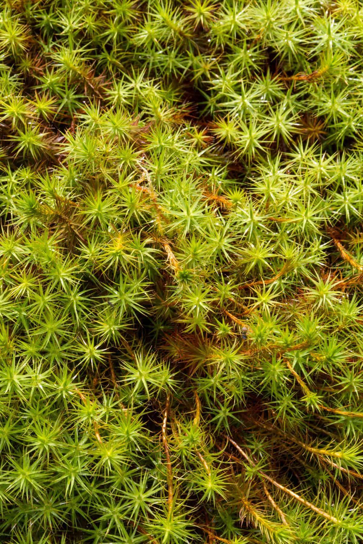 Tortula-ruralis-Star-Moss-clusters.jpg