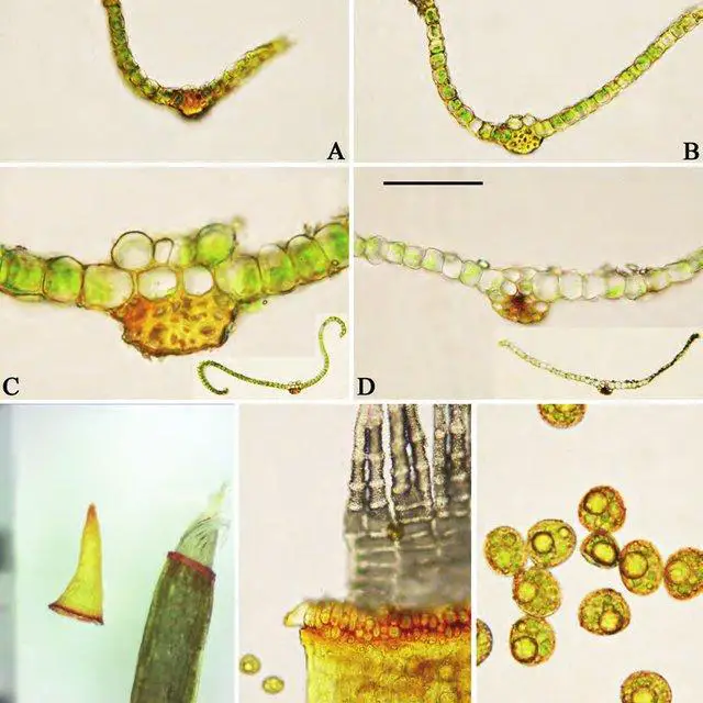 Tortula-transcaspica-A-D-Cross-section-of-leaf-sequentially-from-apex-to-base-E_Q640.jpg