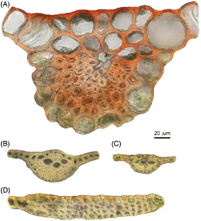 Transverse-sections-of-basal-portion-of-costa-in-stem-leaves-A-Bryum-pseudotriquetrum.png