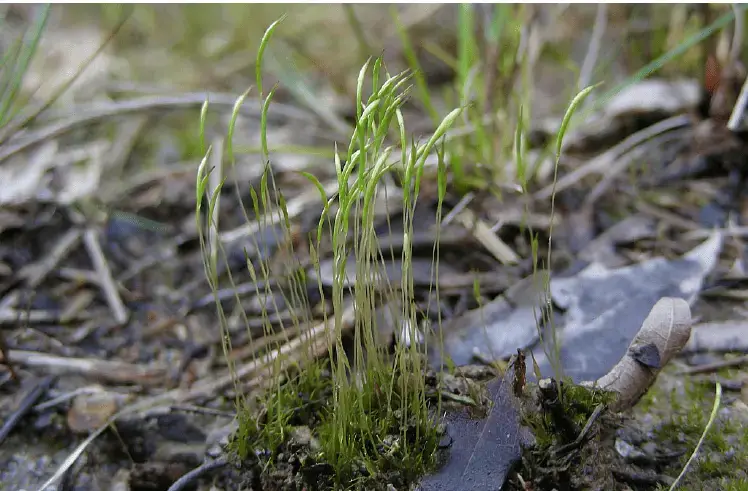 Trematodon-longicollis-on-a-wet-roadside-bank.png